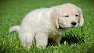 Training your puppy – start by winning his respect and confi