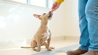 Dog training – reward training basics