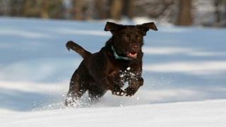 Dog training – keeping your dog motivated