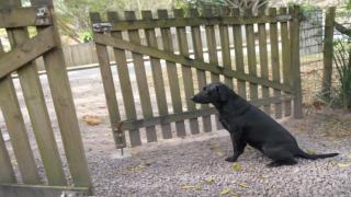 Dog training - Training your dog not to fear loud noises