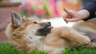 Dog training - Using rewards and positive reinforcement to t