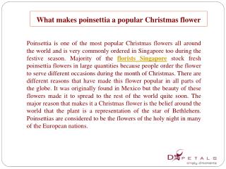 What makes poinsettia a popular Christmas flower