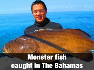 Monster fish caught in The Bahamas