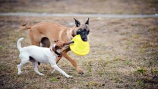 Dog Training Aids