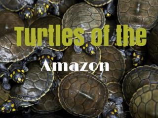 Turtles of the Amazon