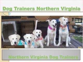 Northern Virginia Dog Trainers