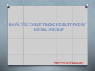 Have you tried these rodent proof house tricks?
