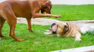 Puppy Training - Good Doggie