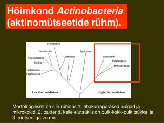 Hõimkond Actinobacteria (aktinomütseetide rühm).