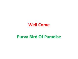 purva bird of paradise