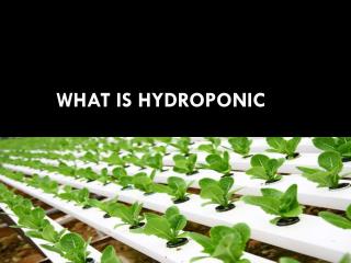 What Is Hydroponic