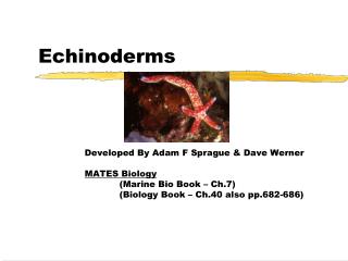 Echinoderms