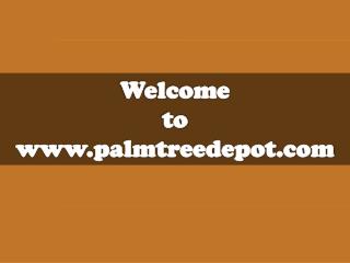 Sabal Palms Trees for Sale