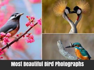 Most Beautiful Bird Photographs