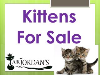 Kittens For Sale