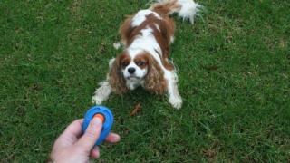 Training Your Dog With a Clicker