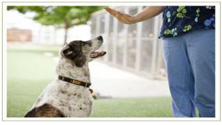 Training Your Dog To Use A Leash And Collar