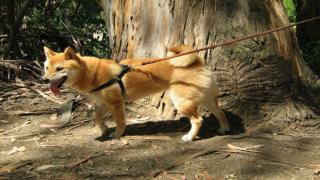 Training Your Dog To Jump The Rope Trick - Simple and Fun Do