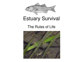Estuary Survival