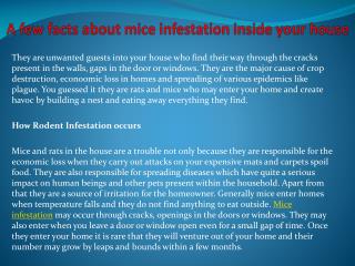 A few facts about mice infestation inside your house