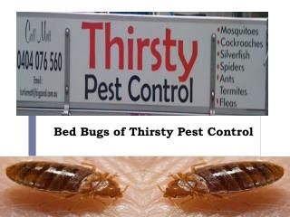 Bed Bugs of Thirsty Pest Control