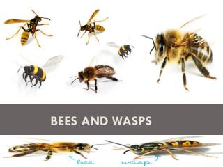 Bees and Wasps