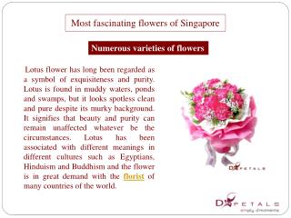 Most fascinating flowers of Singapore
