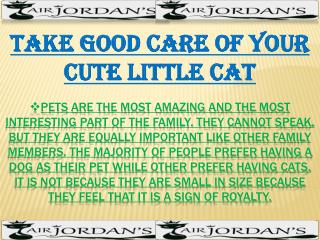 Take Good Care Of Your Cute Little Cat