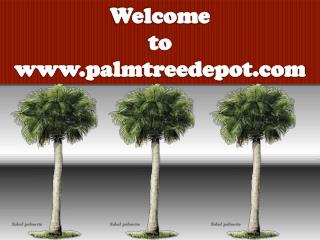 Variety of Palm Trees to Sale in North Carolina