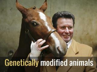 Genetically modified animals
