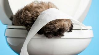 Tips For Toilet Training Your Pet Dog