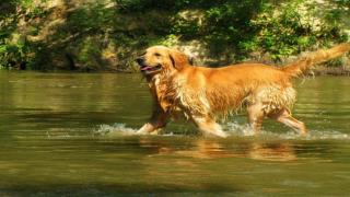 Socializing Your Golden Retriever