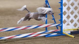 Winter Dog Agility Training