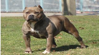 Breaking Your Pit Bull Terrier's Jumping Habit