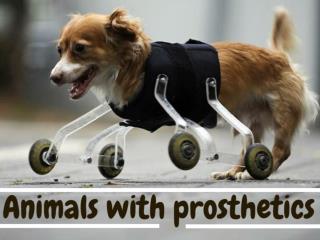 Animals with prosthetics