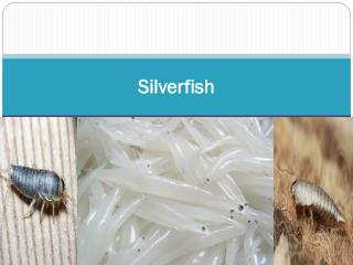 Silverfish