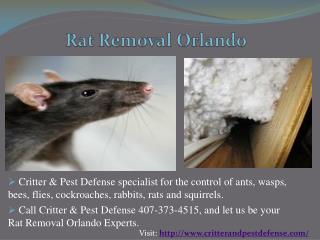 Bed Bug Control Orlando
