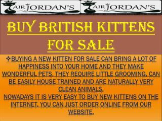 Buy British Kittens For Sale