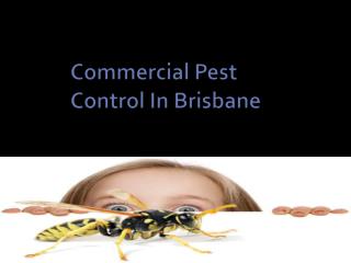 Commercial Pest Control In Brisbane