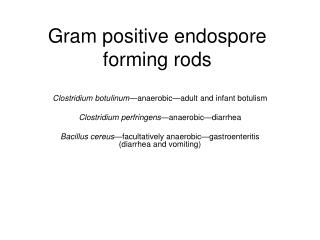 Gram positive endospore forming rods