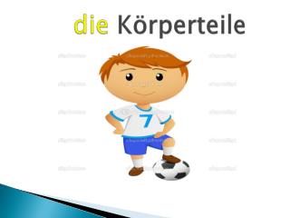 die Körperteile