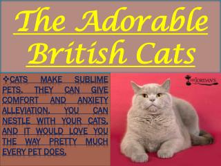 The Adorable British Cats