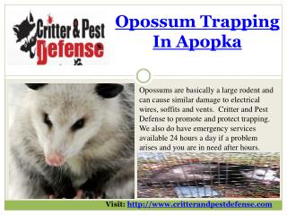 #Opossum Trapping in Apopka