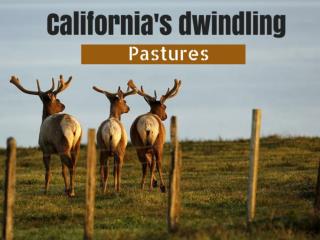 California's dwindling pastures
