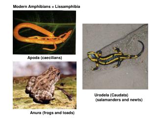 Modern Amphibians = Lissamphibia