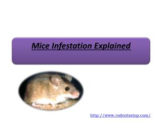 Mice Infestation Explained