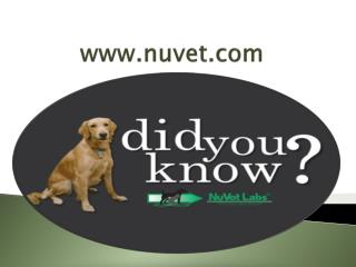 NuVet Labs 5 Ways to live on A Budget With a Dog