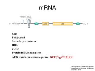 mRNA