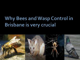 Why Bees and Wasp Control in Brisbane is very crucial