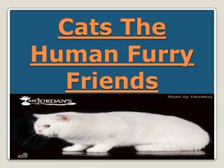 Cats The Human Furry Friends